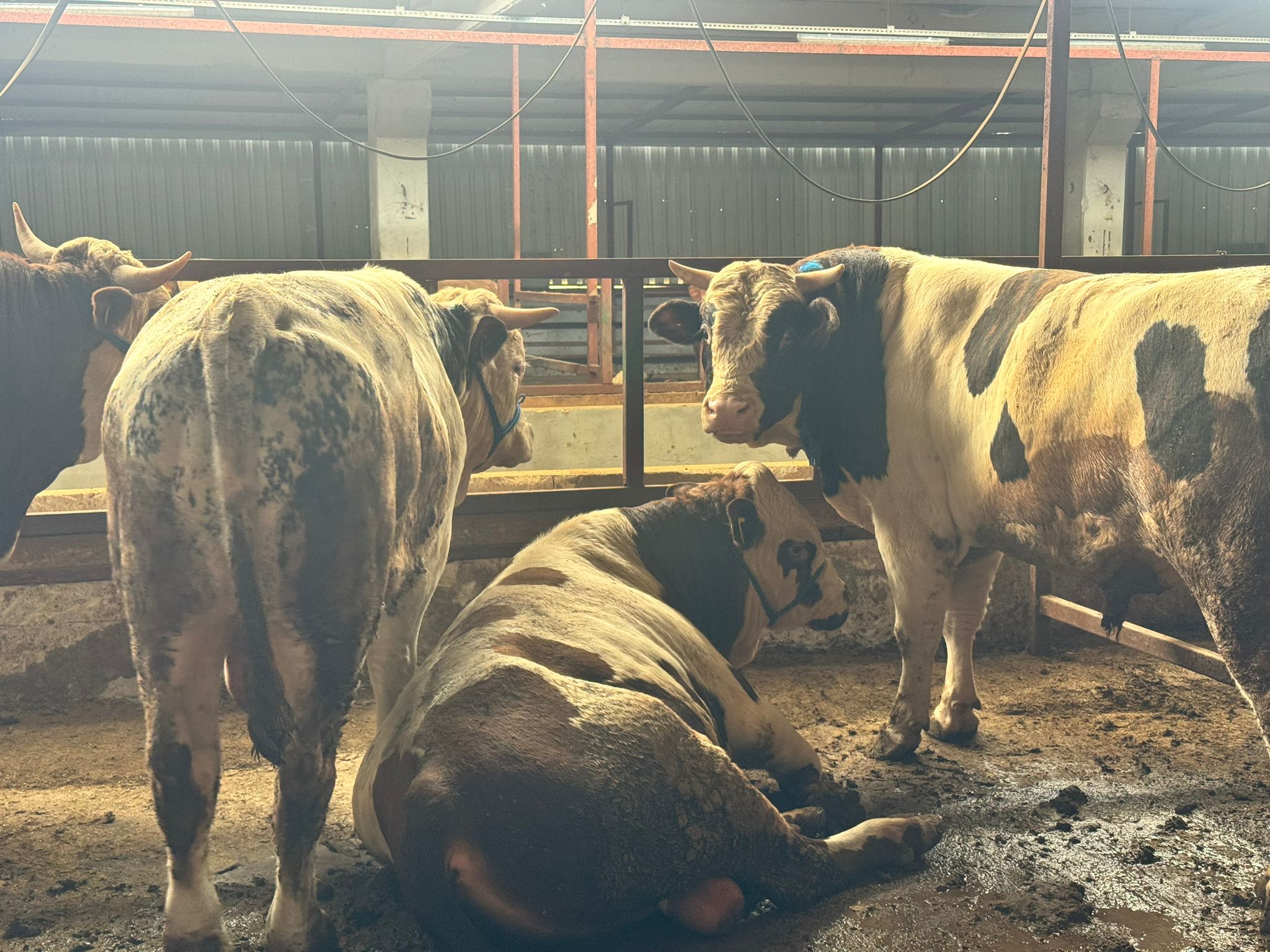 Büyükbaş Besi Danası